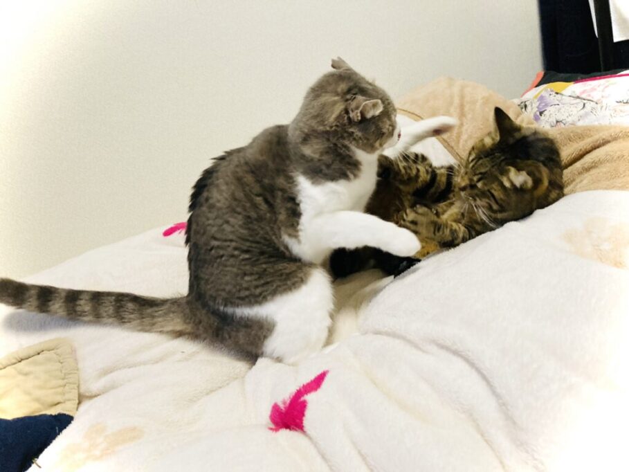 ベッドの上でにゃんプロしてる猫たち