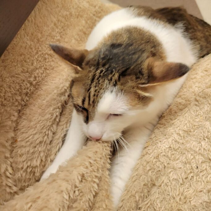 気持ちよさそうにウールサッキングしてる猫