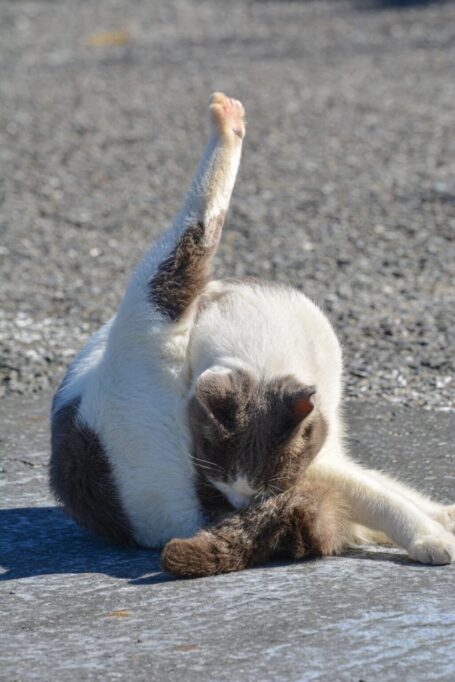 道路の上で足ピーンで毛繕いする猫