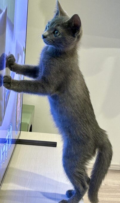 テレビの前で立ち上がる子猫