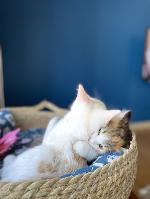 にゃんプロしてる子猫たち