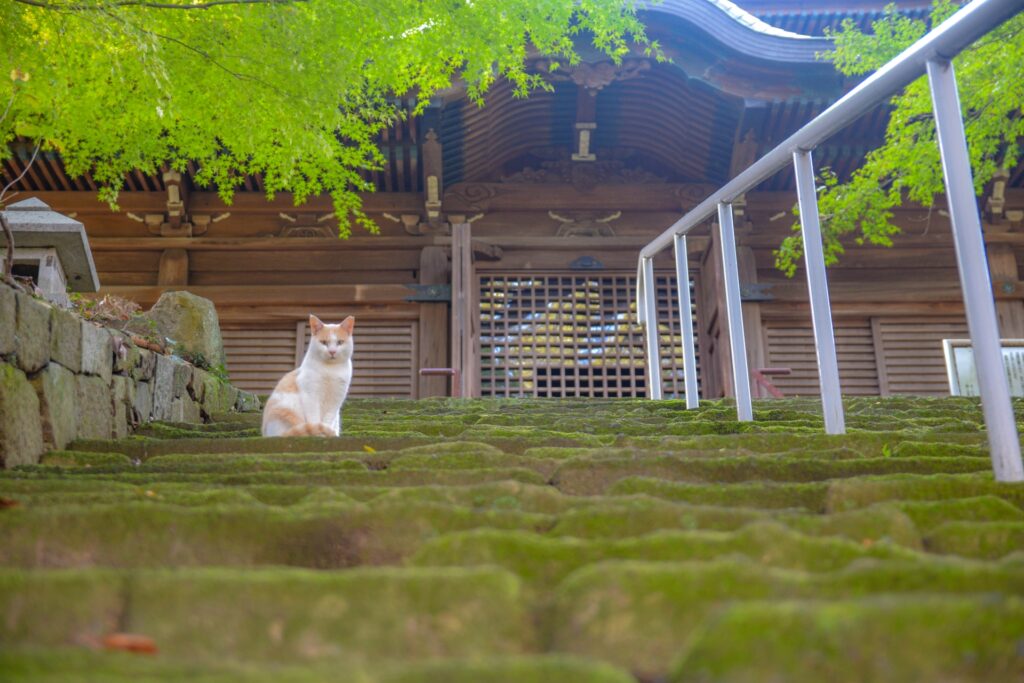 お寺の猫