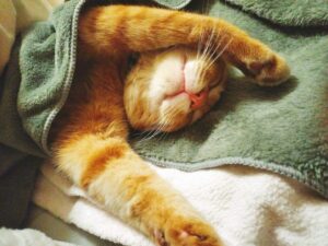 お布団に包まれて寝てる猫