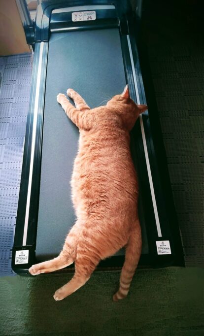 トレーニング器具で眠る猫