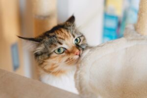 キャットタワーのにおいをかぐ猫