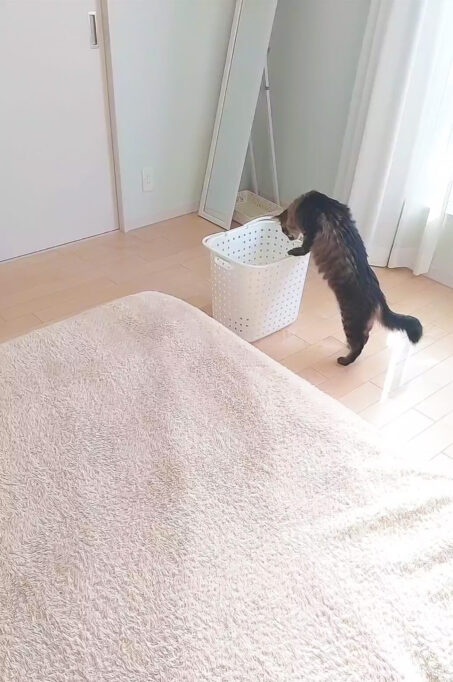 洗濯かごをのぞく猫