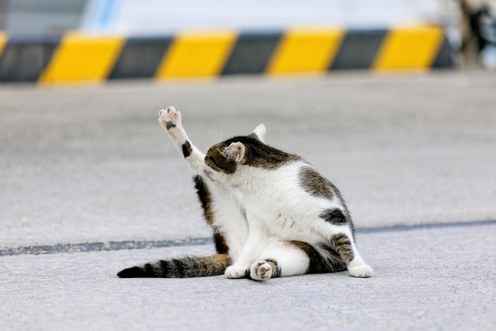 足ピーンして、毛繕いしてる猫