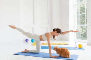 人間の運動を見つめる猫