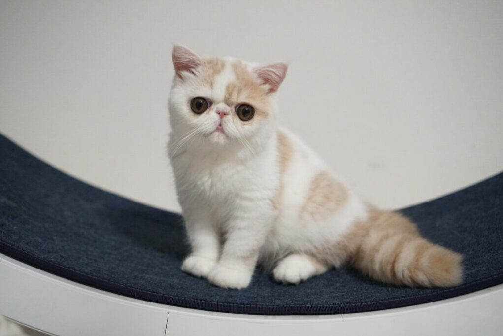 カメラ目線のエキゾチックショートヘア