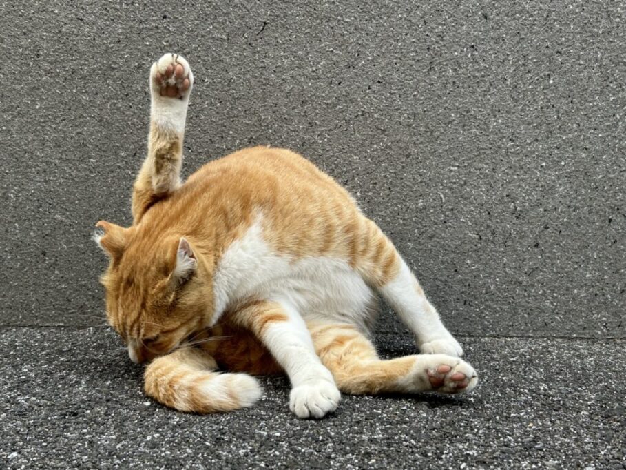 屋外で足ピーンで毛繕いする猫