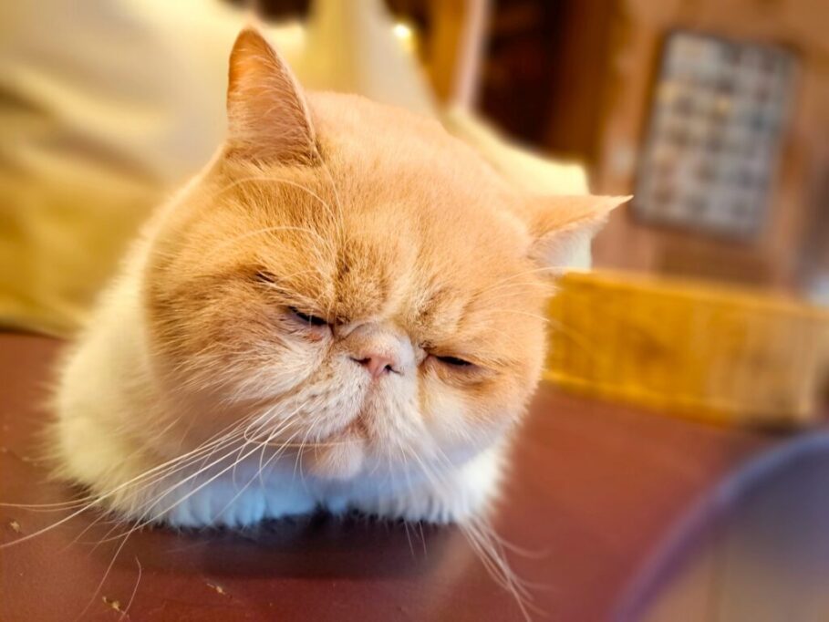 眠そうなエキゾチックショートヘア