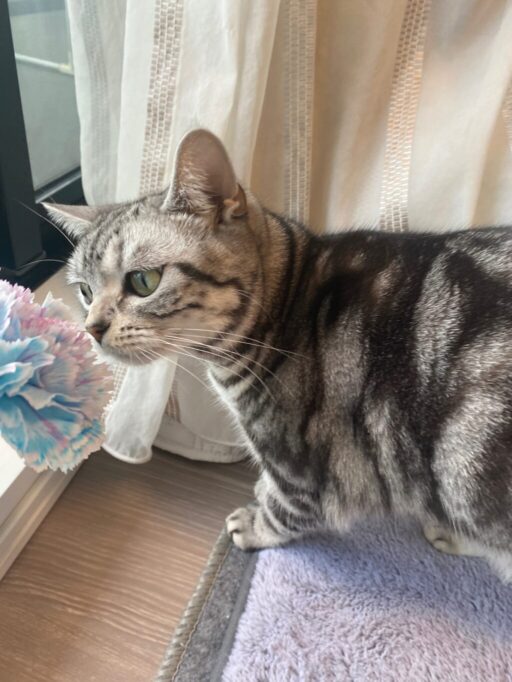 造花のにおい嗅ぐ猫