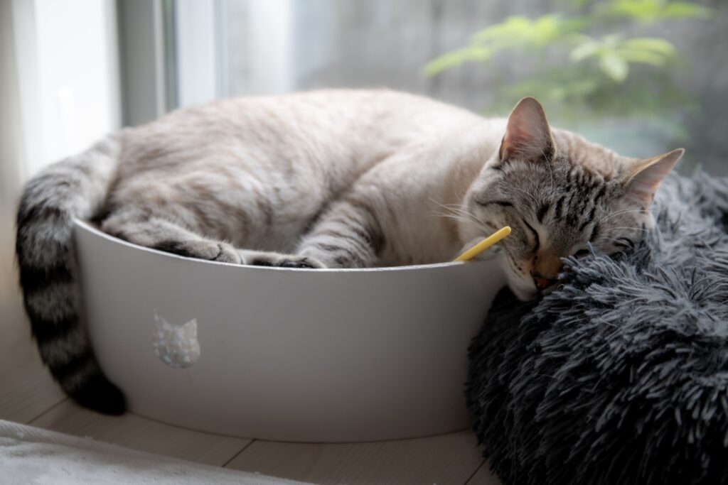 爪とぎの上で液体になってる猫