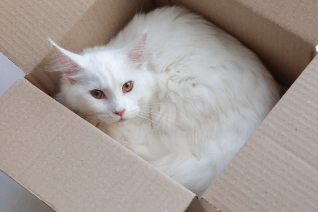 箱の中で液体になってる猫