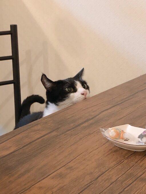 食卓に上がりたそうな猫