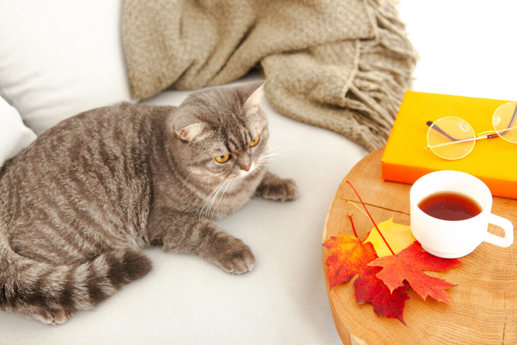 ソファでくつろぐ猫