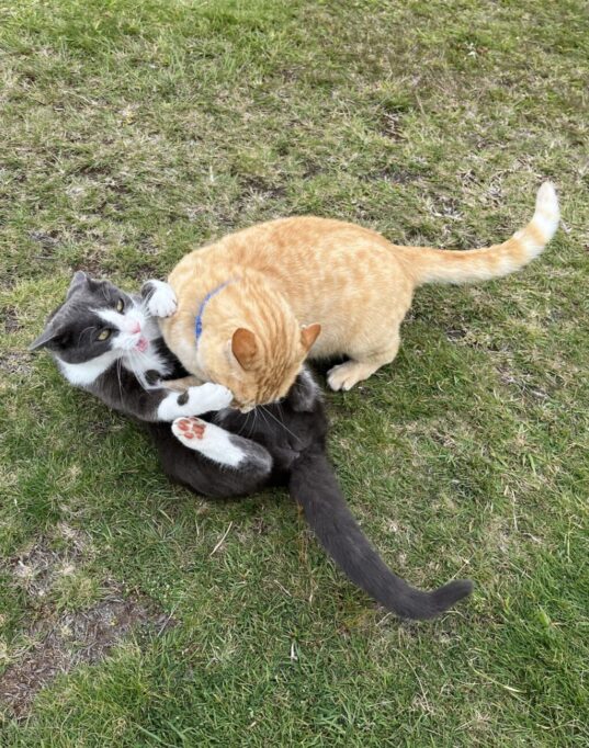 芝生の上でにゃんプロしてる猫たち