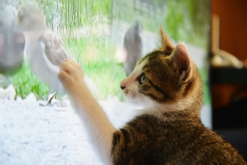 テレビの中の鳥をタッチする猫