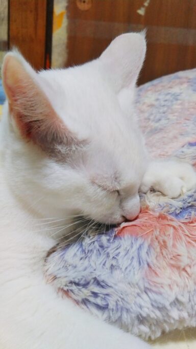 ウールサッキングしてる白猫