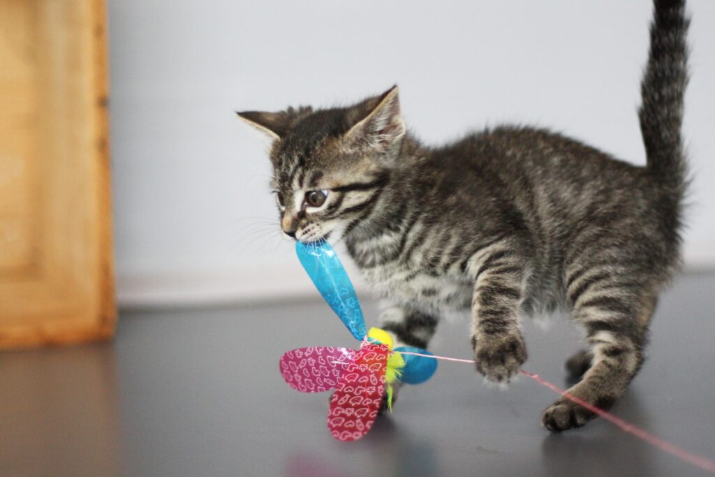 ひらひらの猫じゃらしにかみつく子猫