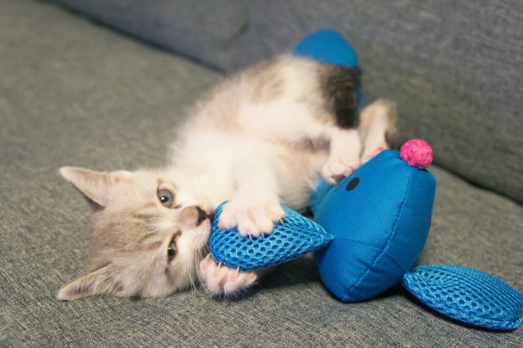 ぬいぐるみで遊ぶ子猫