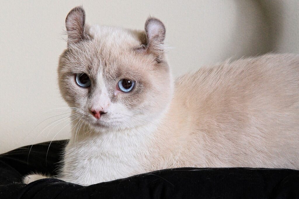 お耳がくりんとしてるキンカロー