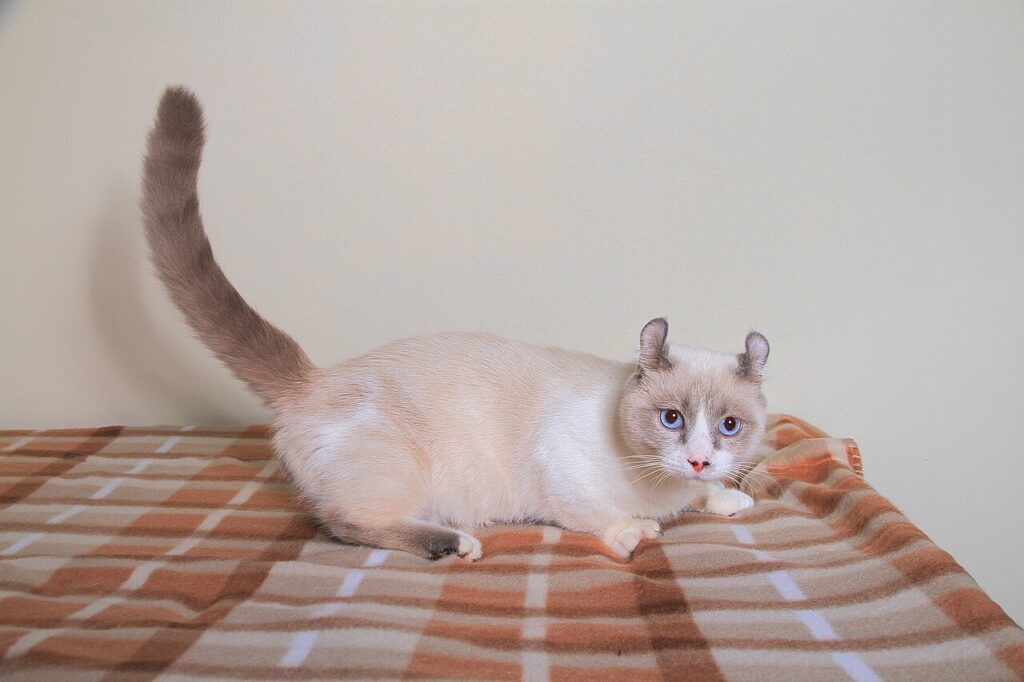 しっぽがピーンとしてるキンカロー