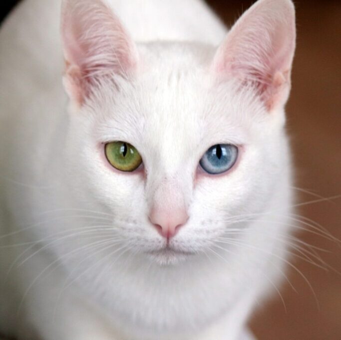 こちらを見つめるオッドアイのカオマニー