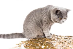 硬貨を見つめる猫