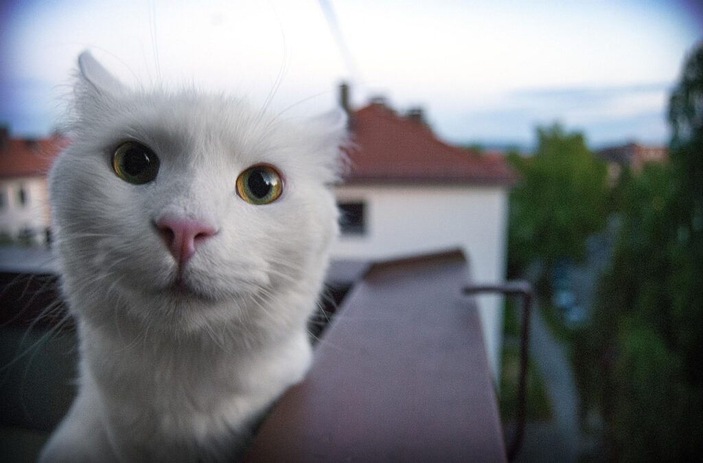 カメラに顔を近づける猫