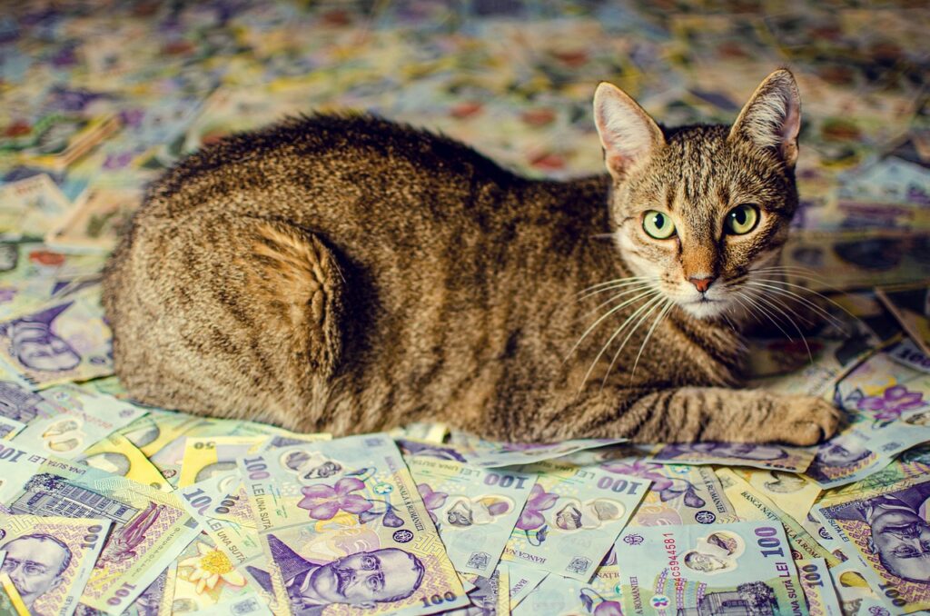 紙幣の上でリラックスしてる猫