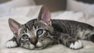 お布団の上でリラックスしてる猫
