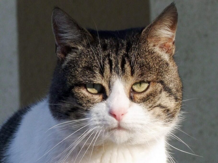 こちらを見つめる、お顔まんまるの猫