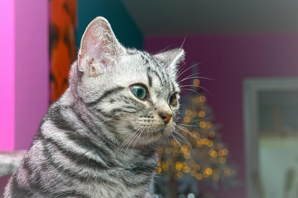 どあっぷのサバトラ