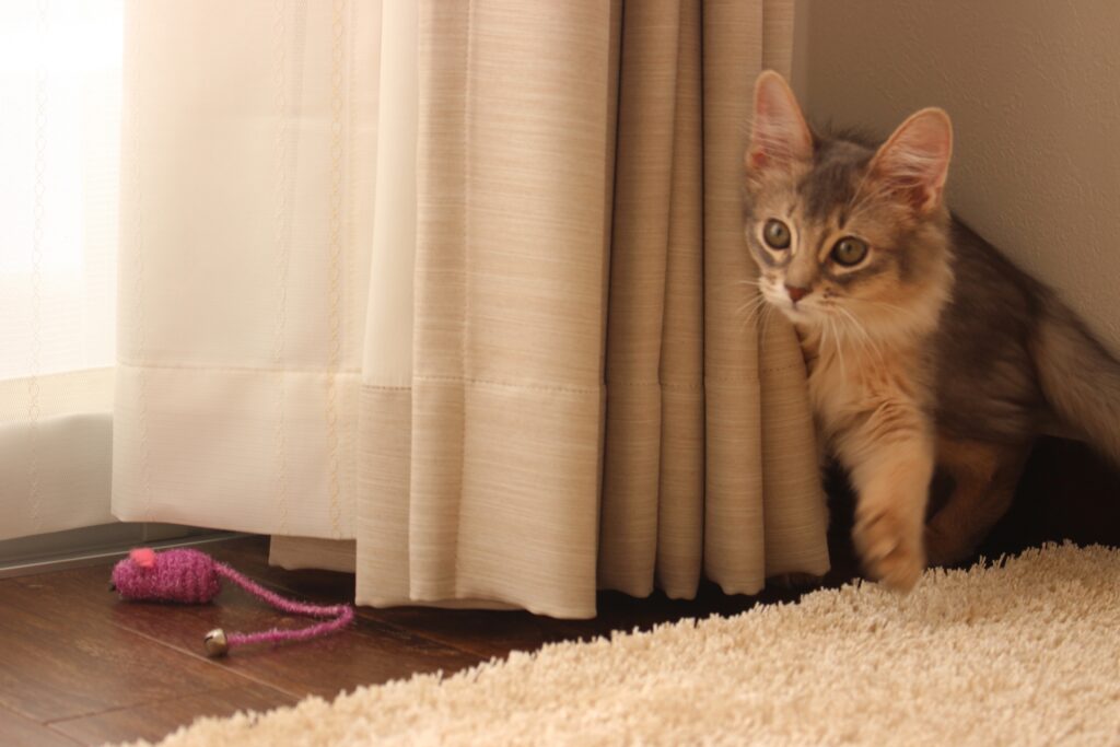 ねずみのおもちゃを狙う猫