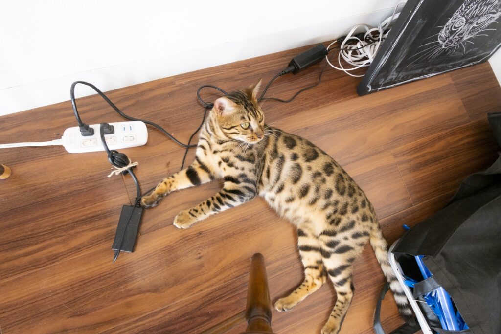 机の上でケーブルに手を伸ばす猫