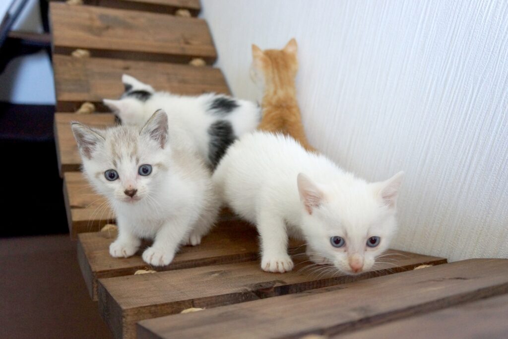 はしごの上で遊ぶ、キトンブルーの子猫たち