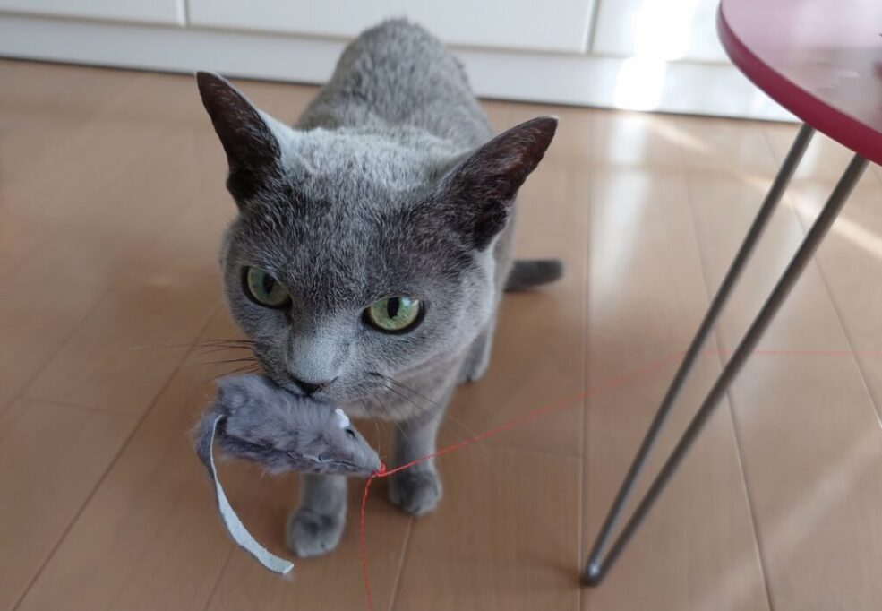ねずみのおもちゃをくわえる猫