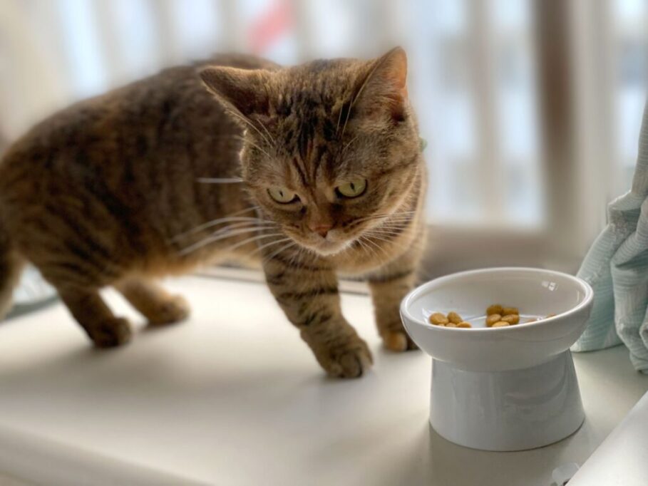 ご飯を食べようか考え中の猫