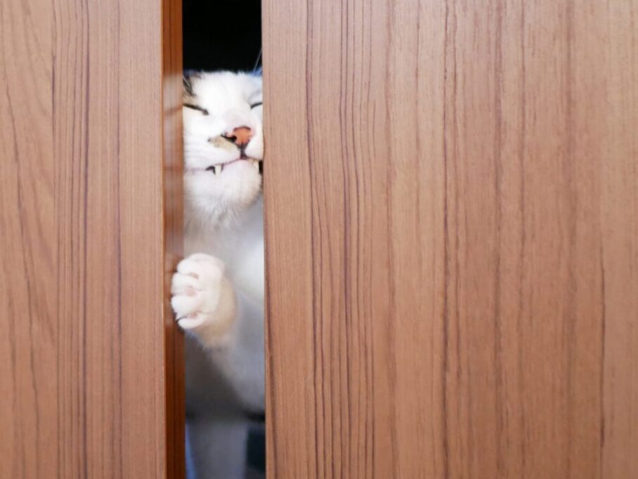 引き戸をがんばって開けようとする猫