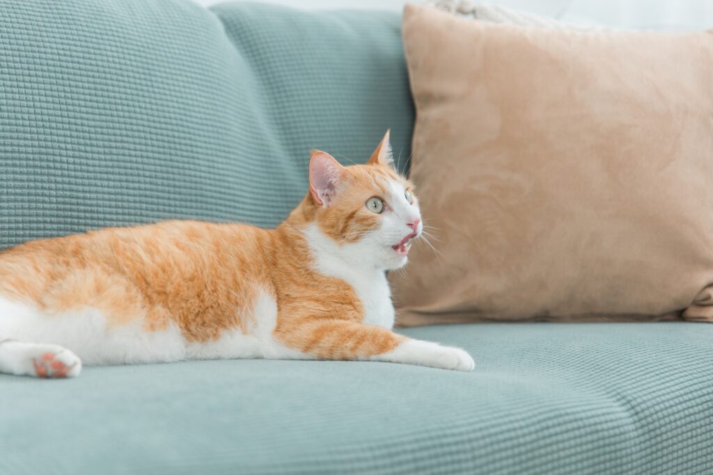 ソファの上でびっくりしてる猫