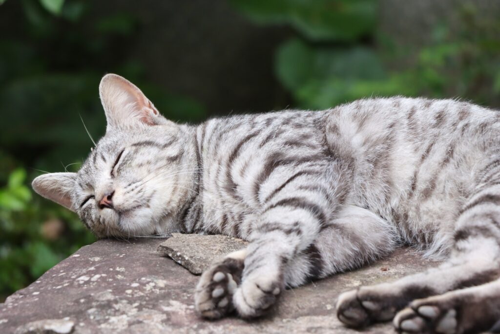 石の上で眠るサバトラ