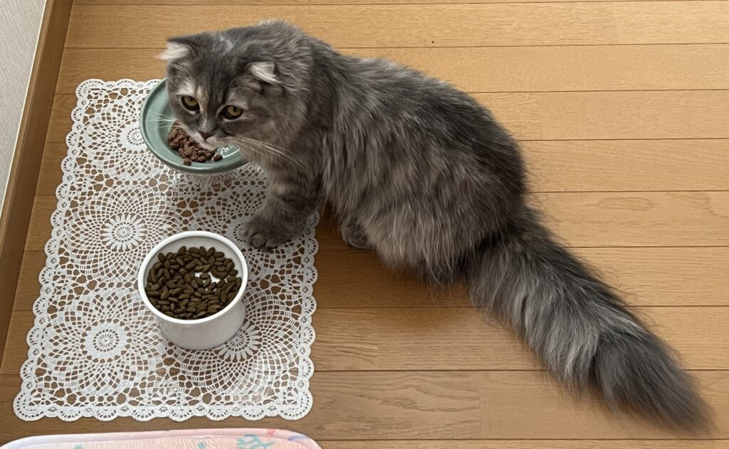 食事中に飼い主を見つめる猫