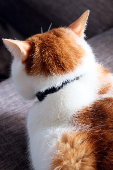 猫のふわふわの後頭部