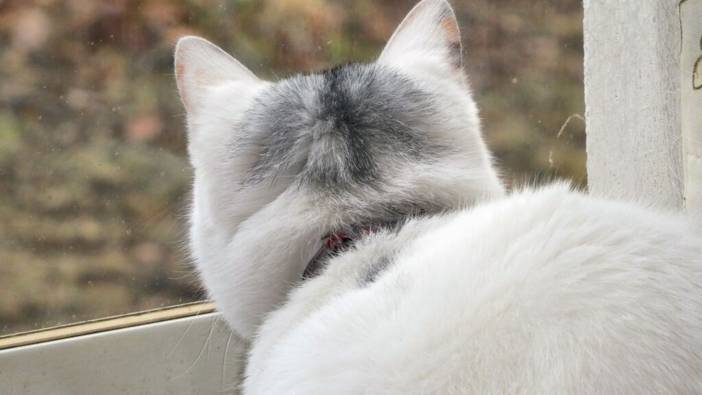 窓から何かを見つめる猫の後頭部