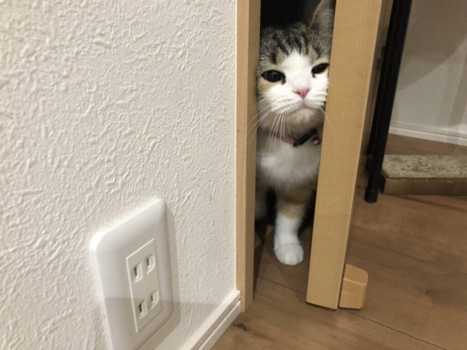 扉を開けて顔を出す猫