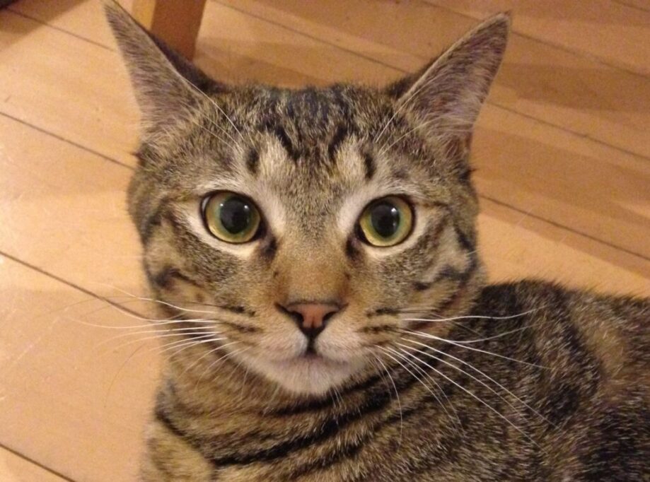 どあっぷのキジトラ