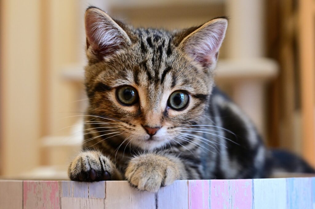 何かを感じ取る子猫