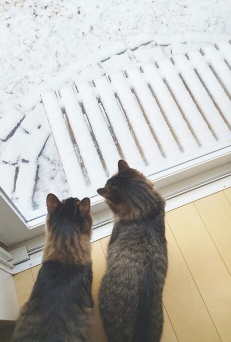 雪を見つめる2匹の猫の後頭部