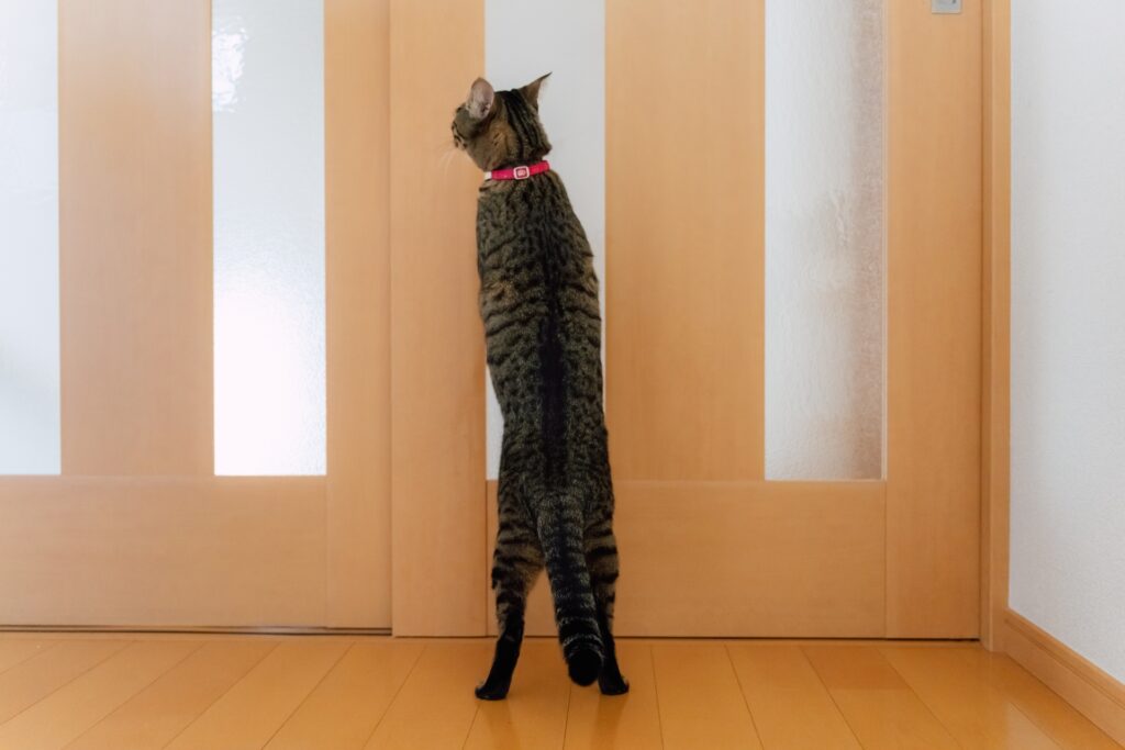 扉の前で立ち上がる猫